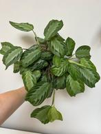 Maranta silver band, Ophalen, Halfschaduw, Minder dan 100 cm