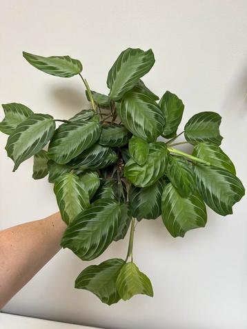 Maranta silver band beschikbaar voor biedingen