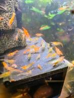 Oranje Rili Garnalen – incl. transportbakje, Kreeft, Krab of Garnaal, Zoetwatervis, Schoolvis