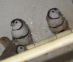 bichenow astrildes, Dieren en Toebehoren, Geslacht onbekend, Tropenvogel, Geringd