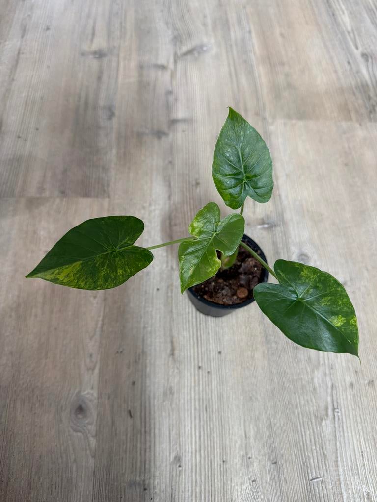 Alocasia Gageana Aurea - Prachtige Olifantsoor!, Huis en Inrichting, Overige soorten, In pot, Minder dan 100 cm, Groene kamerplant