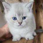 Brits korthaar kittens met stamboom, Dieren en Toebehoren, Katten en Kittens | Raskatten | Korthaar, Kater, Gechipt, 0 tot 2 jaar
