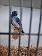 Splendid parkiet, Dieren en Toebehoren, Vogels | Parkieten en Papegaaien, Mannelijk, Parkiet, Geringd