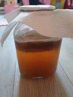 SCOBY voor het maken van Kombucha, Ophalen