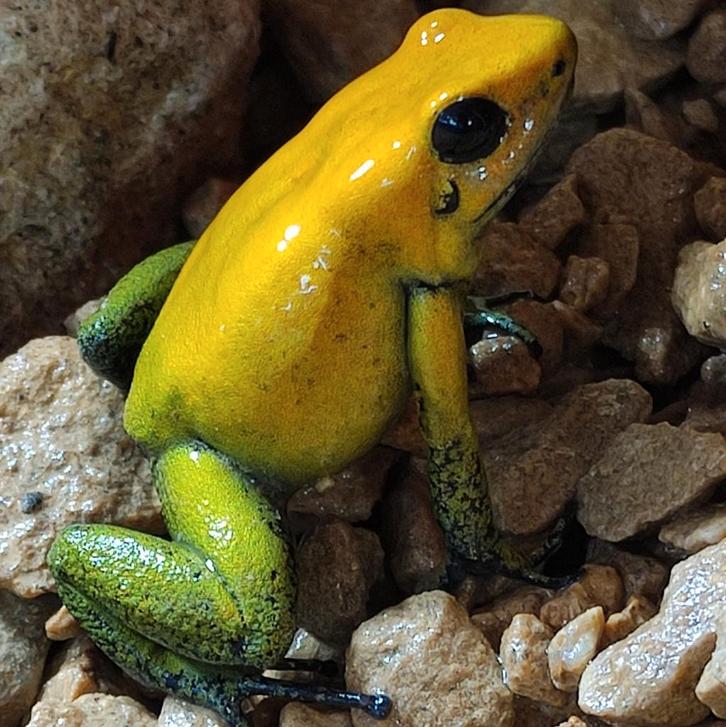 Phyllobates bicolor, Amerikaanse bloedlijn, Dieren en Toebehoren, Reptielen en Amfibieën, Amfibie, 0 tot 2 jaar