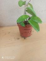 hoya carnosa potmaat 8.5 nummer H220, Ophalen of Verzenden, Halfschaduw, Minder dan 100 cm