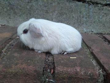 Jong wit cavia beertje  beschikbaar voor biedingen