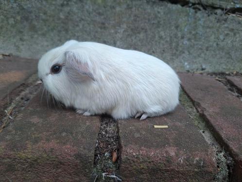 Jong wit cavia beertje, Dieren en Toebehoren, Knaagdieren, Mannelijk, Cavia, Juni, Tam
