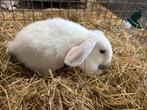 Nederlandse dwerg hangoor ram, Dieren en Toebehoren, Mannelijk, Dwerg, Hangoor