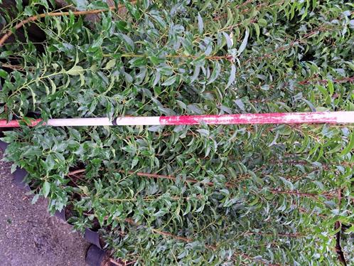Portugese laurier ‘Angustifolia’ – 30 stuks – 140–180 cm Moo, Tuin en Terras, Planten | Struiken en Hagen, Haag, Laurier, 100 tot 250 cm