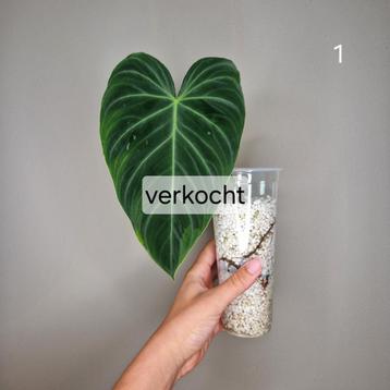 Philodendron Splendid  beschikbaar voor biedingen