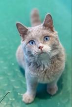 Brits korthaar lilac DBE, Kater, Gechipt, 0 tot 2 jaar