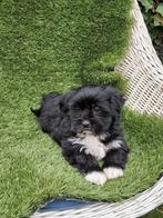 Te koop mooie speelse boomer pups, Dieren en Toebehoren, 8 tot 15 weken, Teef, CDV (hondenziekte), Meerdere