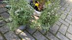 Lavendel, Volle zon, Vaste plant, Zomer, Ophalen