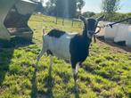 Zwart bonte geit, Dieren en Toebehoren, Vrouwelijk, Geit, 3 tot 5 jaar