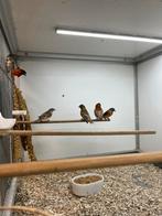 Kapoetsensijs - Wildkleur & Pastel, Dieren en Toebehoren, Meerdere dieren, Wildzangvogel, Geringd
