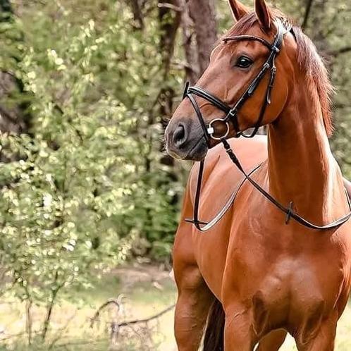 allround KWPN-ruin met Z1-ervaring en springkwaliteiten, Dieren en Toebehoren, Paarden, Ruin, Z, 165 tot 170 cm, 11 jaar of ouder