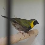 Kleine Cuba vink man, Dieren en Toebehoren, Vogels | Overige Vogels, Mannelijk, Geringd