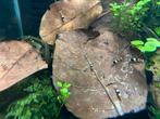Crystal Black garnalen, Dieren en Toebehoren, Kreeft, Krab of Garnaal