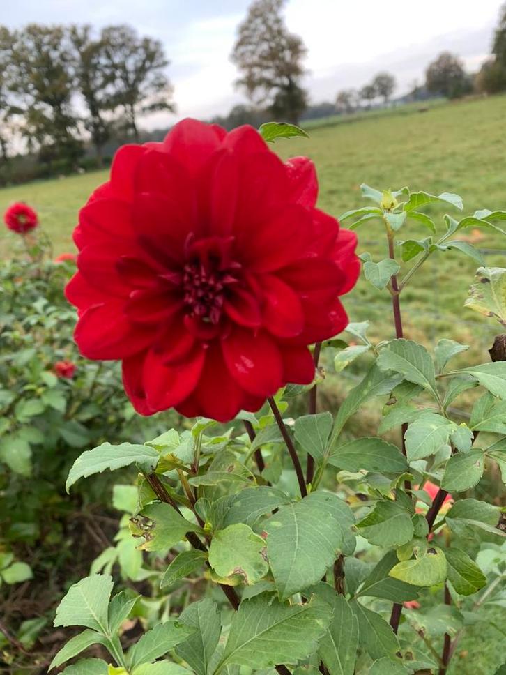 Dahlia Knollen -  Rood  Hoog, Tuin en Terras, Planten | Tuinplanten, Vaste plant, Overige soorten, Volle zon, Zomer, Ophalen of Verzenden