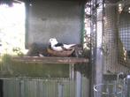 Duiven met kuif  5, Dieren en Toebehoren, Vogels | Duiven, Meerdere dieren, Postduif