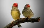 Te binzen astrildes vast geringd, Dieren en Toebehoren, Vogels | Overige Vogels, Meerdere dieren, Geringd