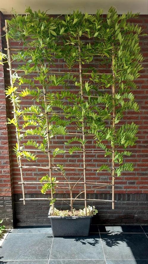 Prachtige! blauwe regen gekweekt in pot op bamboe rek, Tuin en Terras, Planten | Struiken en Hagen, Overige soorten, Ophalen