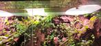 Terrarium tropish, Dieren en Toebehoren, Reptielen en Amfibieën | Toebehoren, Ophalen