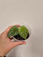 Alocasia Silver Dragon Mint Variegata, Ophalen of Verzenden