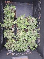 Lavendel  (Lavandula angustifolia 'Hidcote')10 stuks, Tuin en Terras, Planten | Tuinplanten, Zomer, Vaste plant, Ophalen of Verzenden