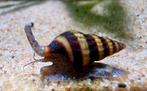 Anatome Helena slakken. (Killer snail of assasin snail), Slak of Weekdier