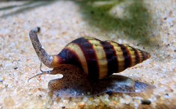Anatome Helena slakken. (Killer snail of assasin snail)