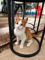 Kitten 12 weken, ontwormd, ingeënt, paspoort dierenarts!, Dieren en Toebehoren, Katten en Kittens | Overige Katten, Kater, Kortharig