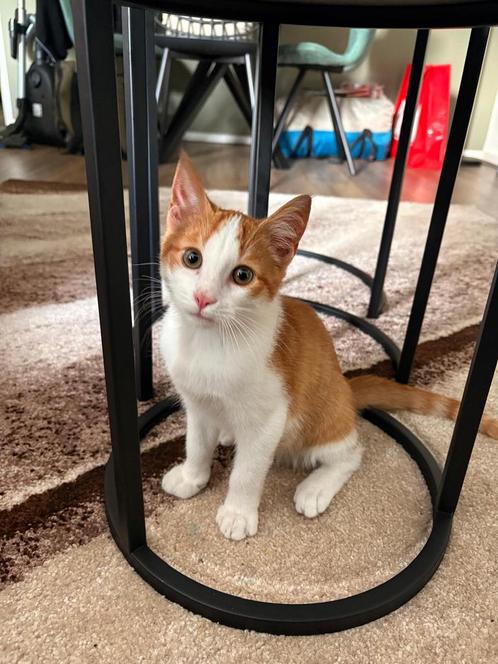 Kitten 15 weken, ontwormd, ingeënt, paspoort dierenarts!, Dieren en Toebehoren, Katten en Kittens | Overige Katten, Kortharig