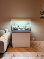 Oase Styleline 175, COMPLEET AQUARIUM, Ophalen, Zo goed als nieuw, Gevuld zoetwateraquarium