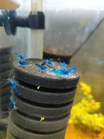 Uitgesorteerde Blauwe garnalen (Niet Egaal gekleurd), Kreeft, Krab of Garnaal, Zoetwatervis, Schoolvis