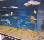 Opruiming!!! diverse Malawi cichliden € 5,- per stuk!!!, Dieren en Toebehoren, Vissen | Aquariumvissen, Vis, Zoetwatervis