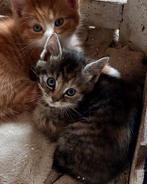 Lief poesje  te koop, Poes