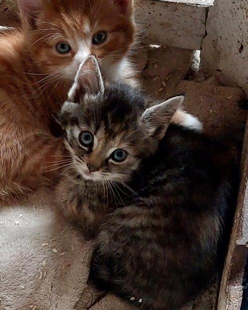 Lief poesje  te koop, Dieren en Toebehoren, Katten en Kittens | Overige Katten, Poes