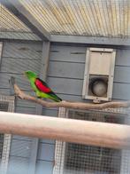 Koppel Roodvleugelparkieten, Meerdere dieren, Parkiet, Geringd