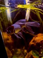 Twe goudvissen, Dieren en Toebehoren, Vissen | Aquariumvissen, Vis, Zoetwatervis
