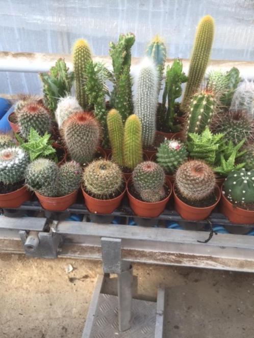 Cactussen mix geleverd in de 6,5 cm potmaat. 0,75 per stuk., Huis en Inrichting, Kamerplanten, Cactus, Minder dan 100 cm, Bloeiende kamerplant