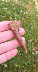 Mooie fossiele Onchopristis tand van een zaaghaai, Ophalen of Verzenden, Fossiel