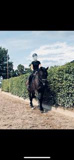 bijrijdpaard/pony gezocht!, Ophalen of Verzenden, Zo goed als nieuw