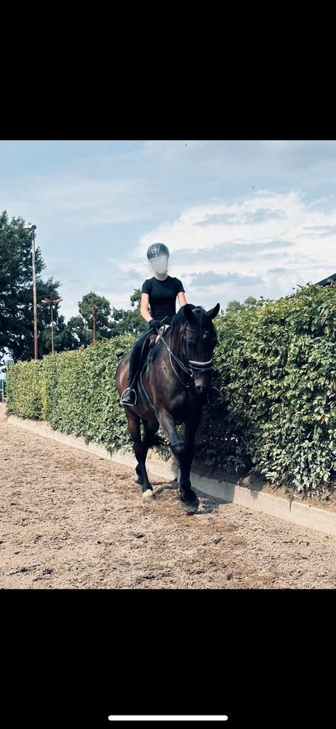 bijrijdpaard/pony gezocht!, Dieren en Toebehoren, Paarden en Pony's | Verzorgingsproducten, Zo goed als nieuw, Ophalen of Verzenden