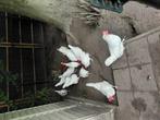 Broedeieren witte leghorn, Dieren en Toebehoren, Geslacht onbekend, Kip