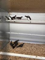 Tamboerijn duiven, Dieren en Toebehoren, Vogels | Duiven, Meerdere dieren, Overige soorten