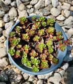 Vetkruid Sedum spurium vaste plant, Tuin en Terras, Planten | Tuinplanten, Volle zon, Vaste plant, Zomer, Ophalen