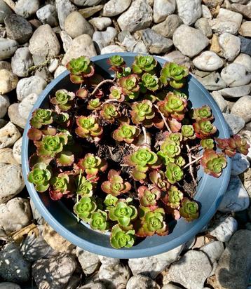 Vetkruid Sedum spurium vaste plant  beschikbaar voor biedingen
