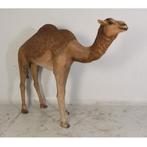 Dromedary Camel – Dromedaris beeld Lengte 250 cm, Ophalen, Nieuw